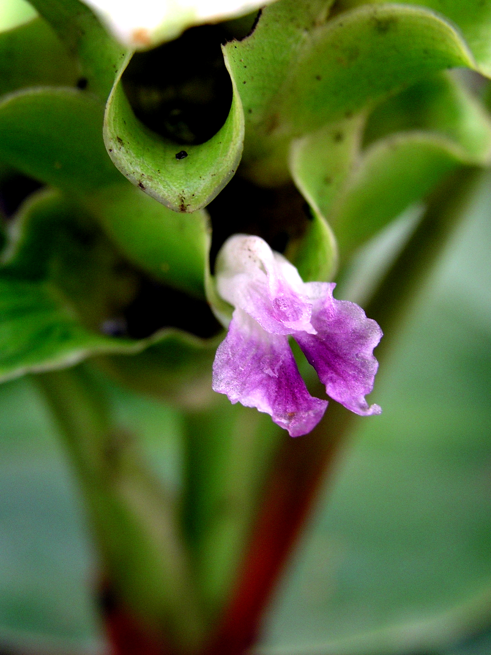 กระเจียวเขียว Curcuma gracillima Gagnep.<br/>ZINGIBERACEAE